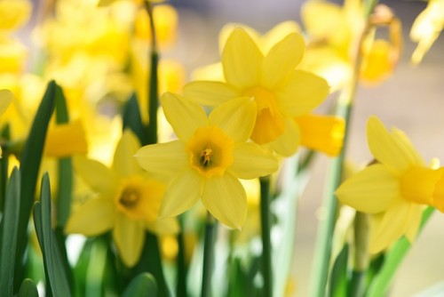 daffodils-716372_640