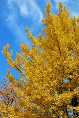 ドレスコードは黄色！？栗東の「いちょうまつり 黄な祭」が素敵！！！