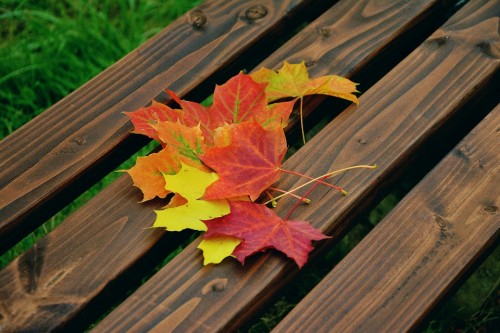 fall-foliage-1740841_960_720