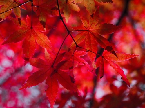 autumnal-leaves-1352197_960_720
