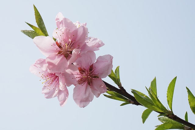 peach-blossom-1503626_640