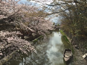 自慢したくなる景色。八幡堀の桜が見ごろを迎えています／近江八幡市
