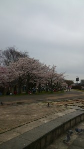 桜満開！年中、遊べる唐橋公園に行きました！