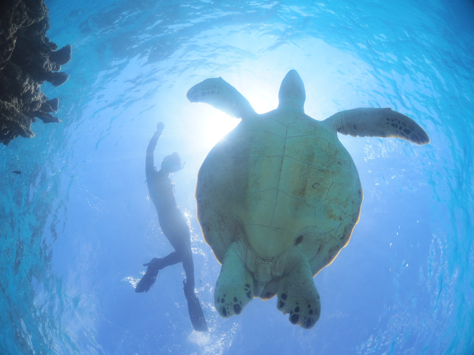 【羽田空港】沖縄を都内で感じられる！！-ディスガバー沖縄in羽田空港- 【1/10-11】