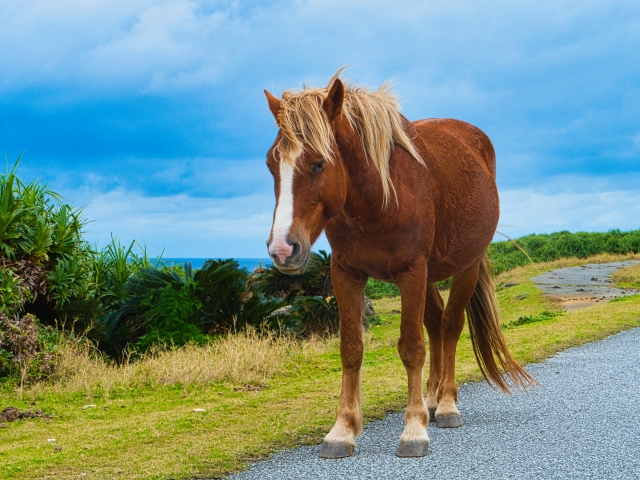 【川崎】川崎競馬場で「親子で楽しむ防災フェス 遊ぼう祭」3月8日