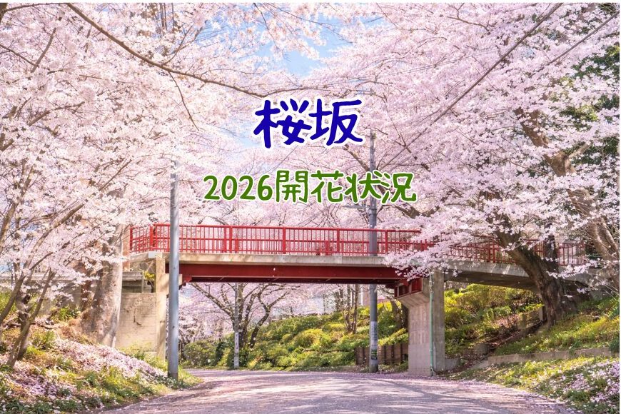 【沼部】2026年桜坂🌸開花状況🌸4/5更新！