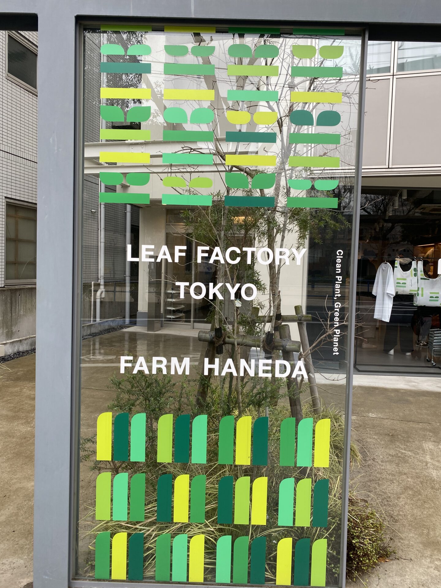 【東糀谷】大田区産のレタス収穫体験してきました！