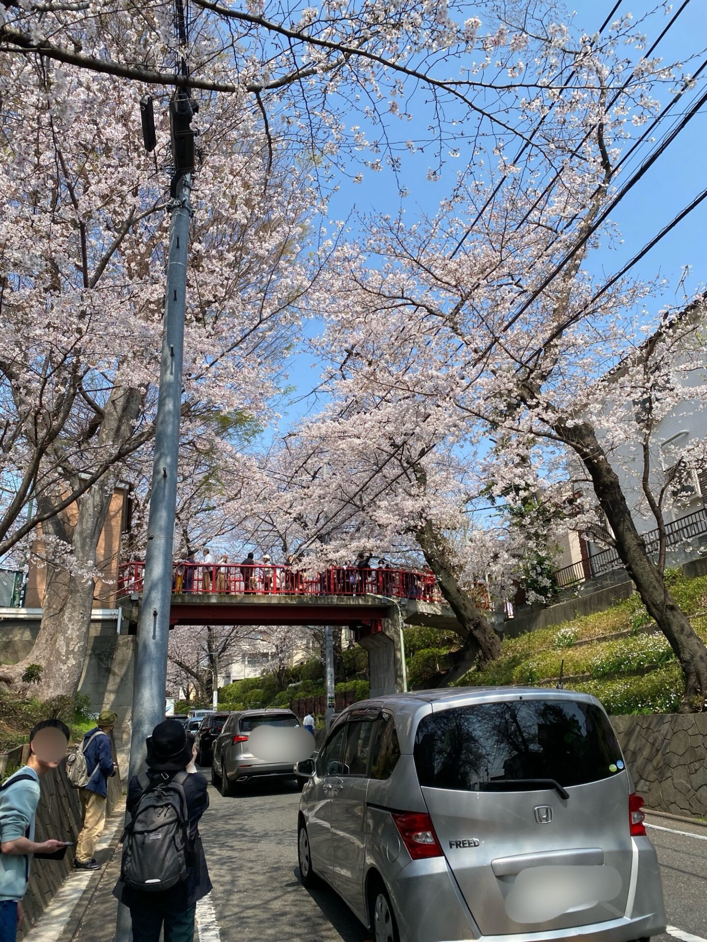 3/29(日)に自転車で巡った桜スポット