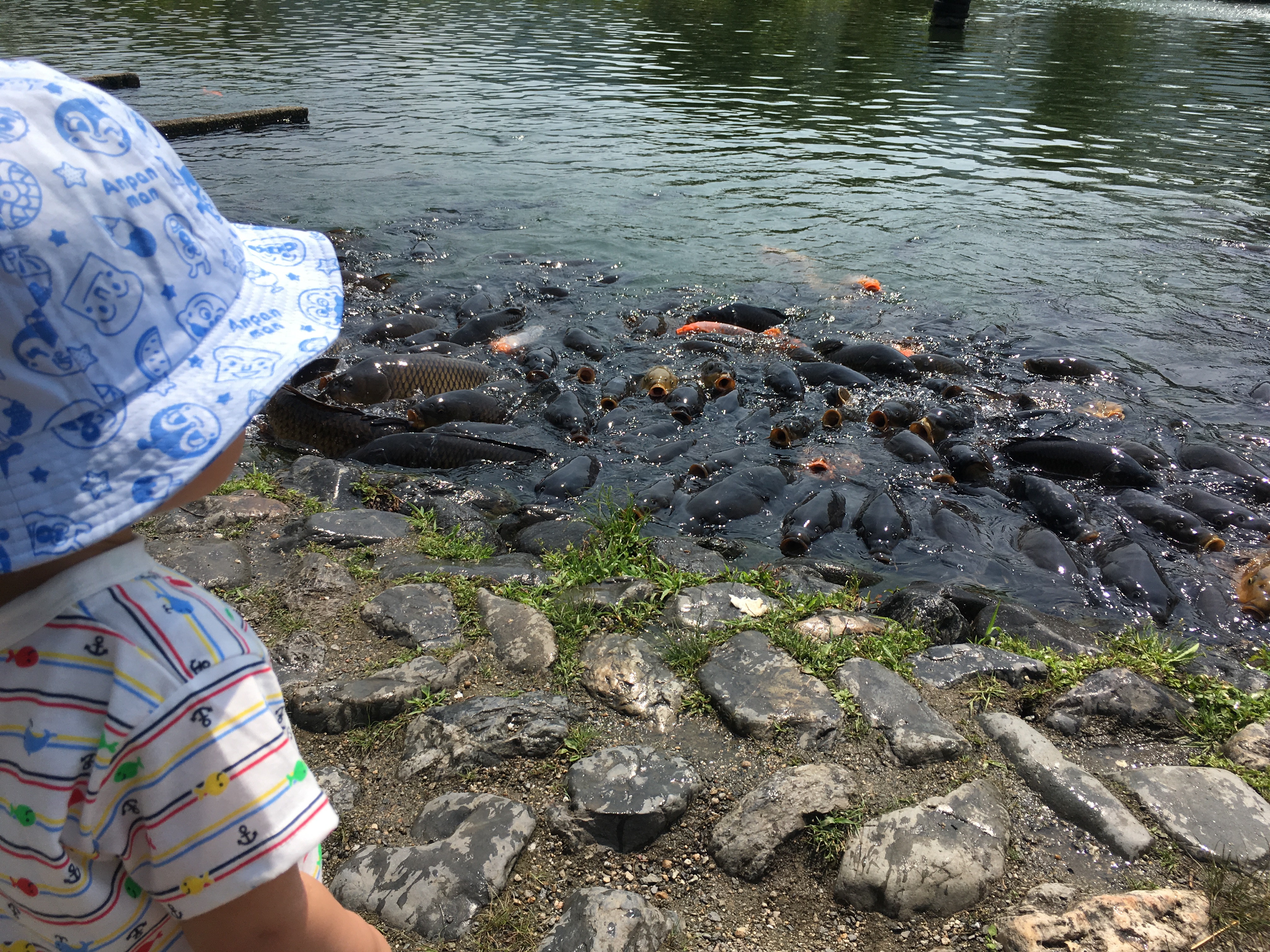 迫力の鯉に子どももびっくり！ピクニックも楽しめて、さかなと一日遊べるスポット南郷水産センター