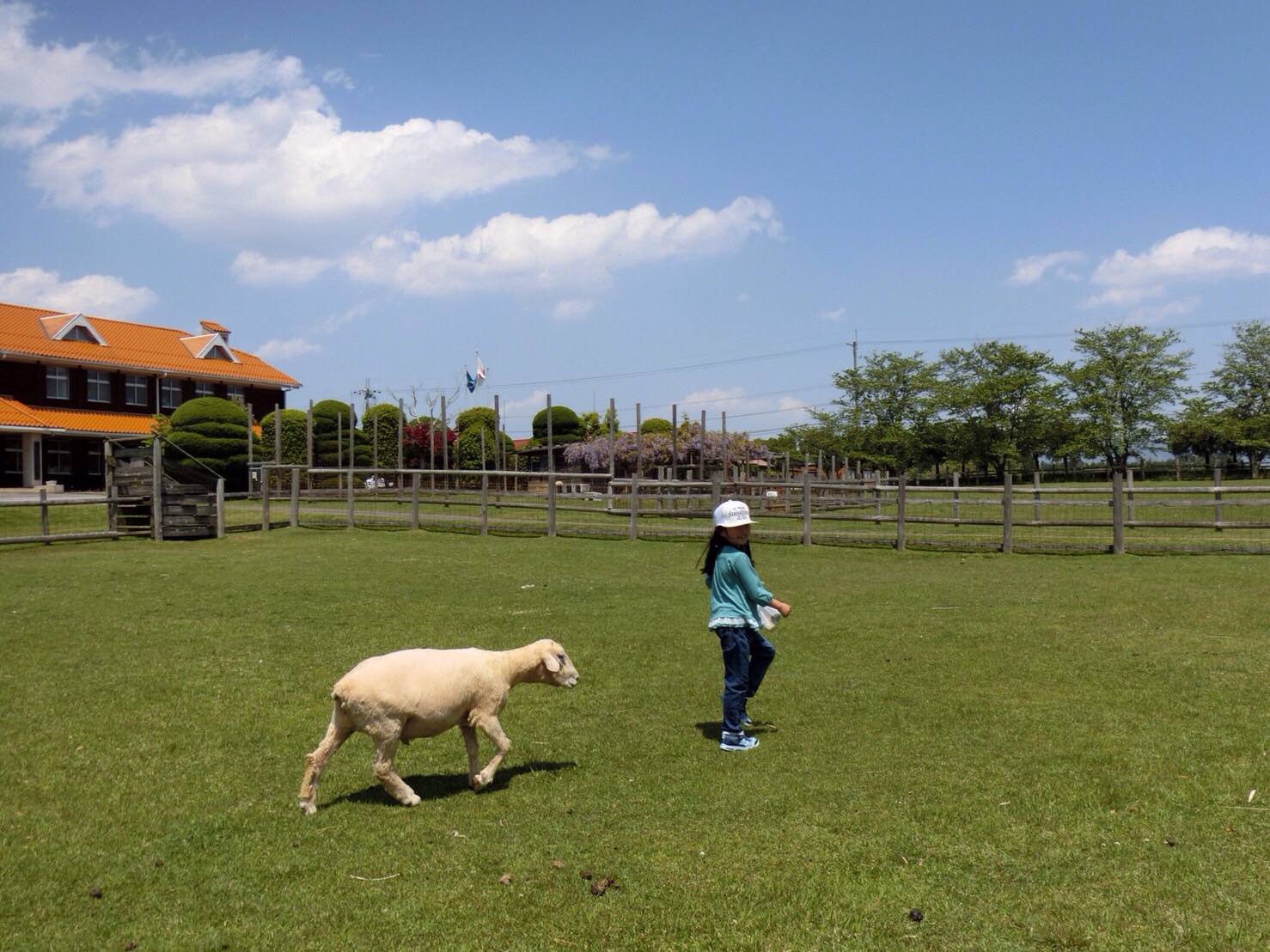 5/19に畜産技術振興センターで羊の毛刈りが実施されます！動物とのふれあいもあり！