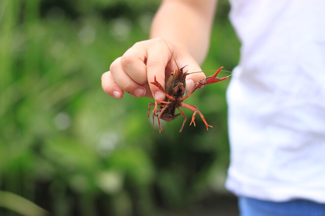 親子で自然に触れ合おう！6月11日に美崎公園で「夏の自然体験教室」が開催！