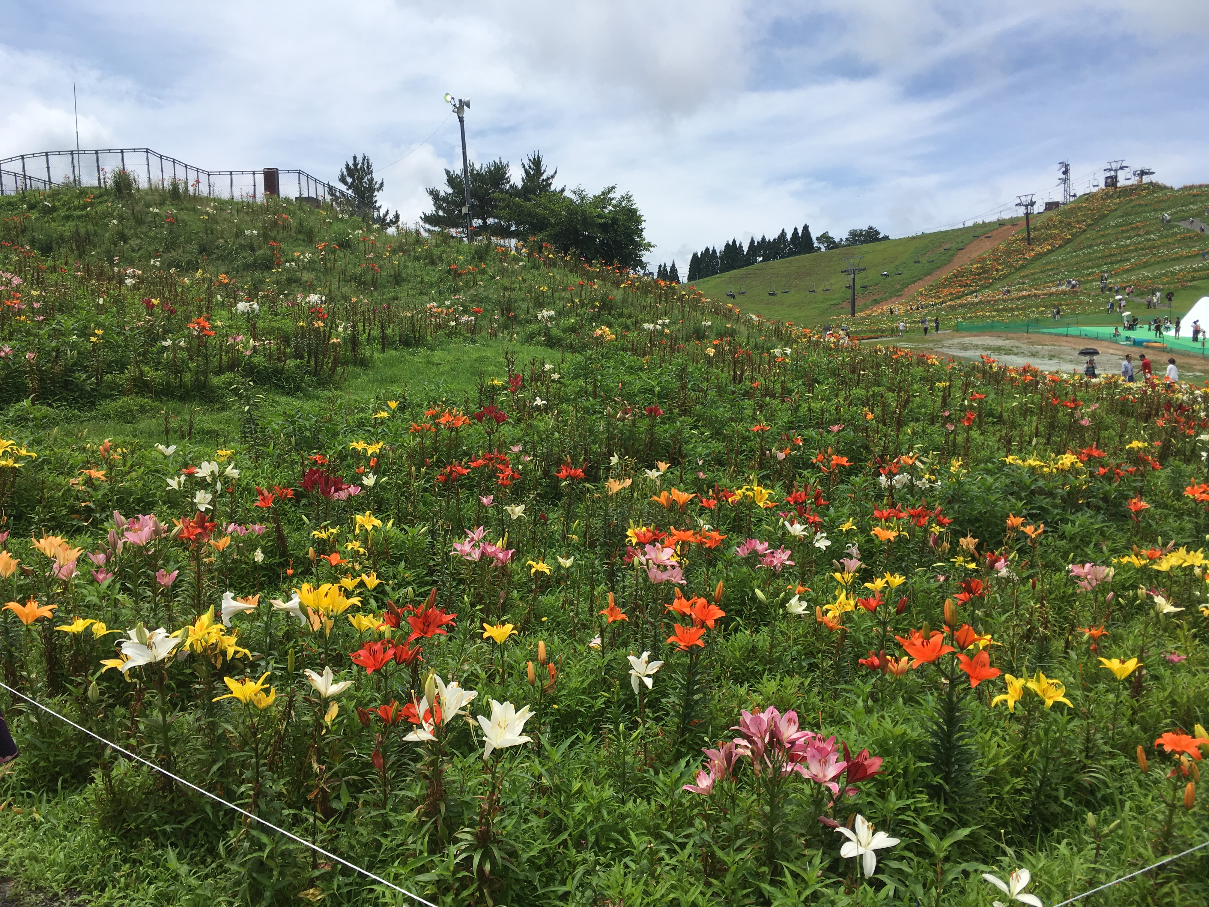 7月10日現在の「箱館山ゆり園」開花状況をレポート！早咲きのゆりはまさに今が見頃です！