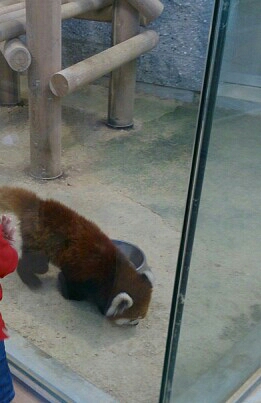 入園無料！間近でみれるレッサーパンダが可愛すぎ！道の駅隣接の小さな動物園【福井県】