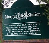 『あいとうマーガレットステーション』ではヒマワリが見ごろ！摘取もできます！
