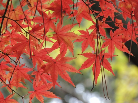 10月30日・11月3日は「東近江秋まつり」が開催！フリマや楽しいステージなどのイベント盛りだくさん！