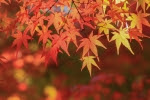 紅葉の季節です！ユニークな紅葉イベントがある3日間、着物レンタル500円やコスプレの参加など。屋台やフリマもあります！