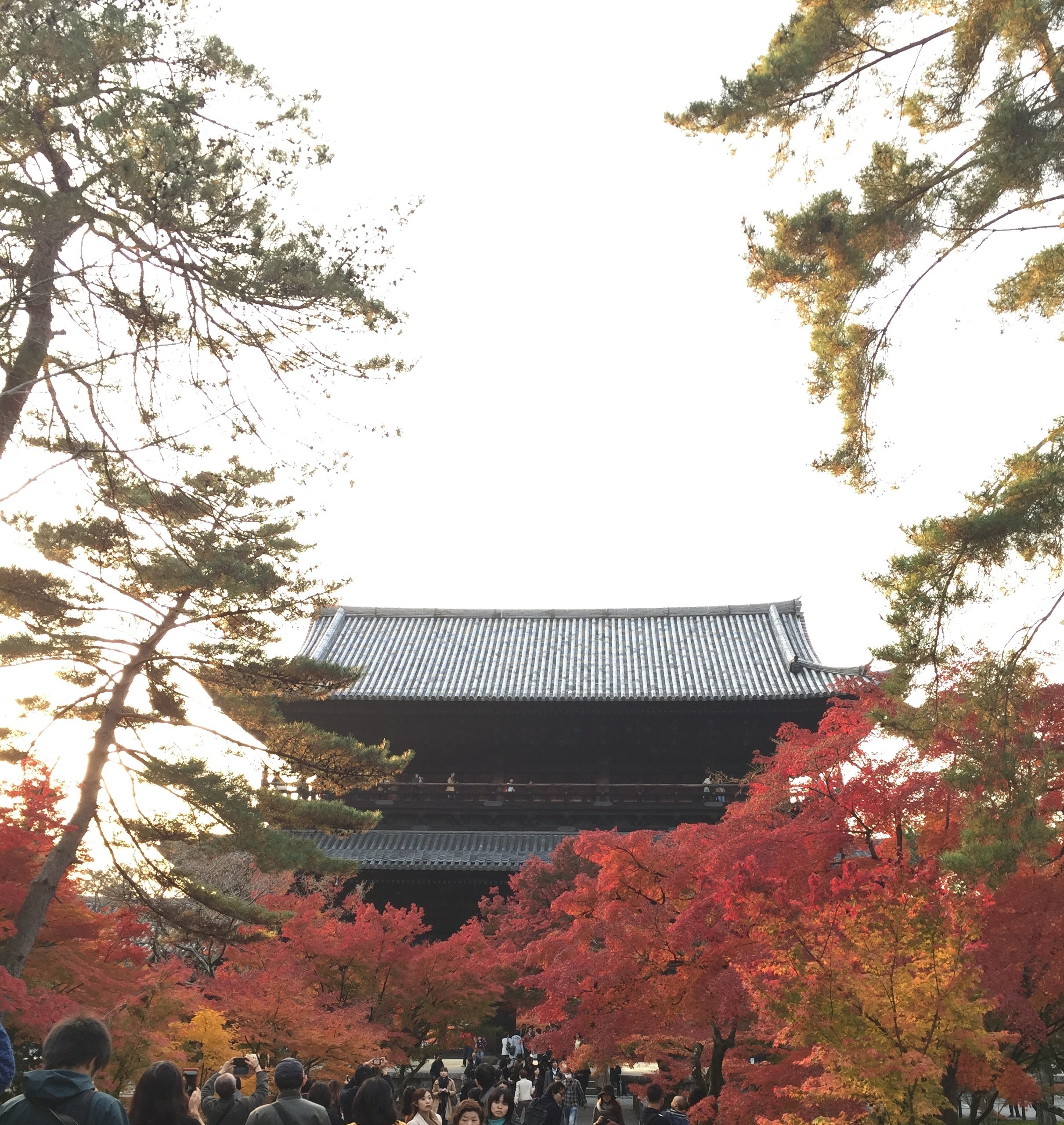 【見ごろ】京都　南禅寺　ひらひら舞う銀杏や紅葉がCMの様。歩いて10分の京都市動物園とセットで行くのもお勧め。
