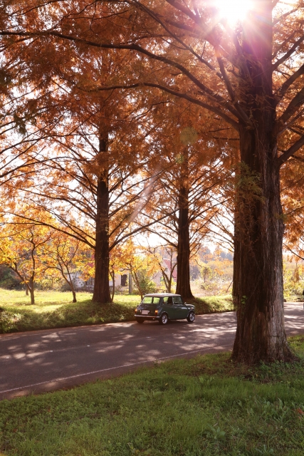 高島市のメタセコイア並木は、子連れにオススメな紅葉スポットです！その理由は！？