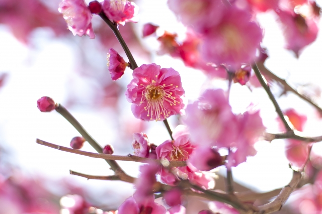 一面に咲き誇る約400本の梅!界隈では『梅のおもてなし』も♪【2月18日～3月18日】石山寺　梅つくし