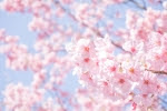 3月中旬から楽しめる桜を見に行きませんか！4月1日は「プチ桜祭り」が開催！☆先着200名に花苗のプレゼントあり