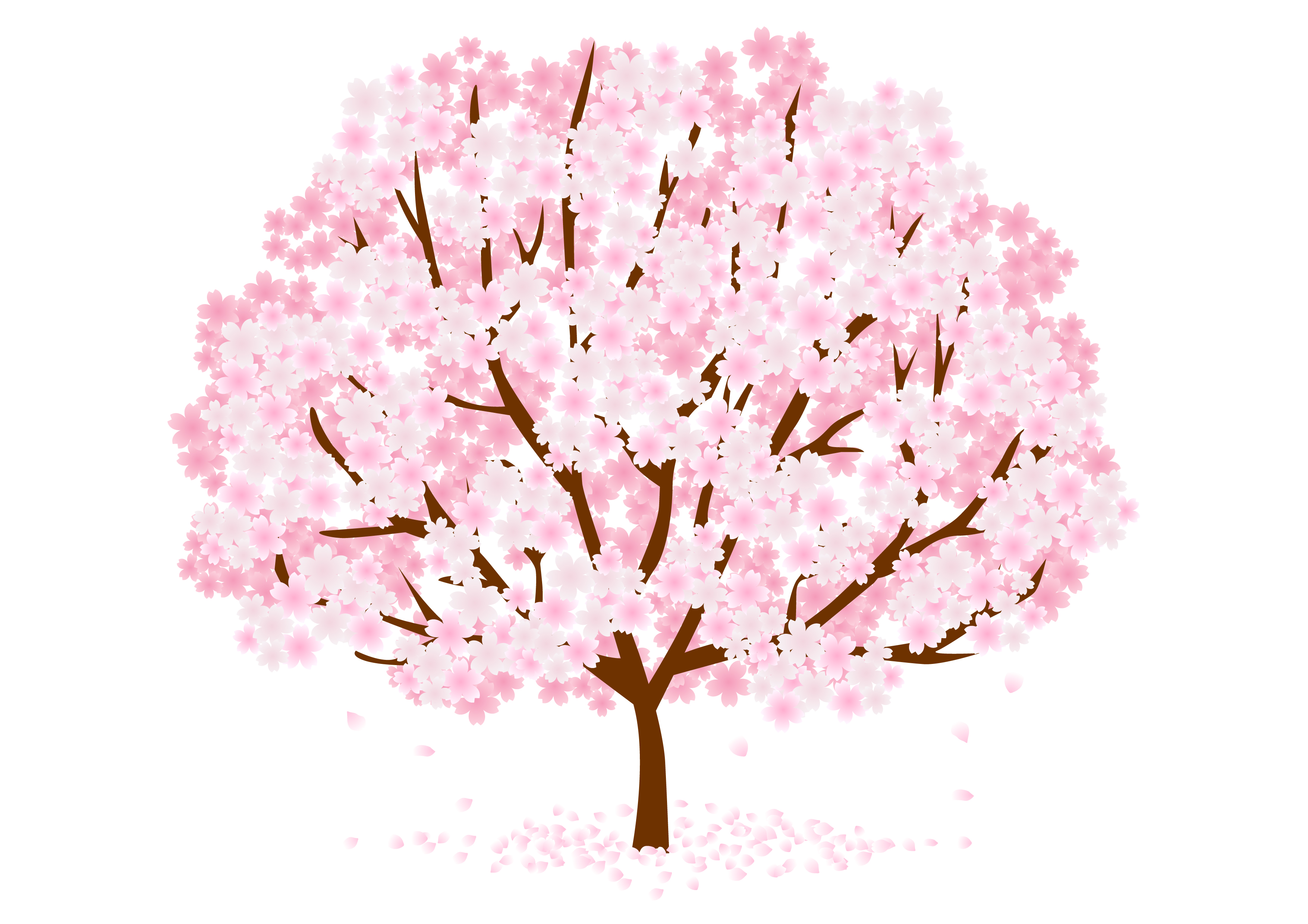 草津で桜を楽しもう！4月8日(土)は草津川桜557(いいな)フェスタin2017へ！