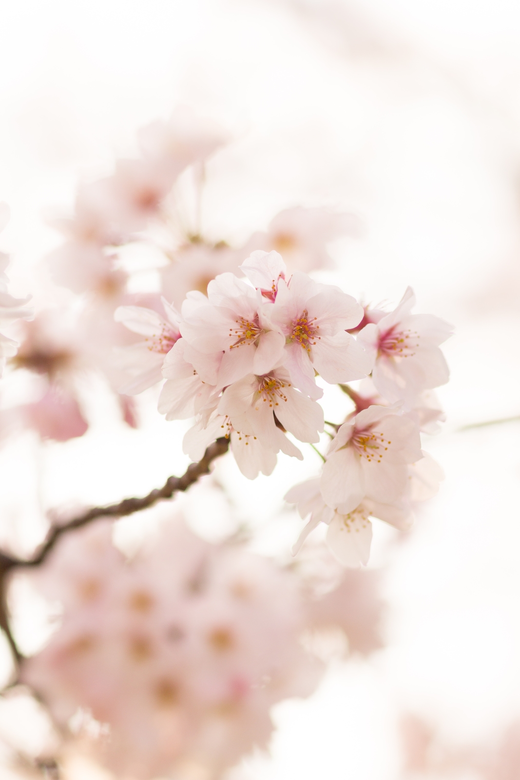 草津川の桜を楽しもう！4月7日(土)は草津川桜557(いいな)フェスタin2018開催！