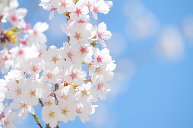 満開の桜を楽しもう♪4月15日・16日は甲賀市で「咲くや鮎河さくらまつり」が開催！夜間ライトアップもあり♪