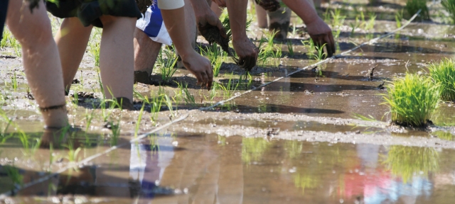 土と触れあい、収穫の喜びを体験しよう♪アグリパーク竜王で「田植え体験＆稲刈り体験」の参加者募集中！