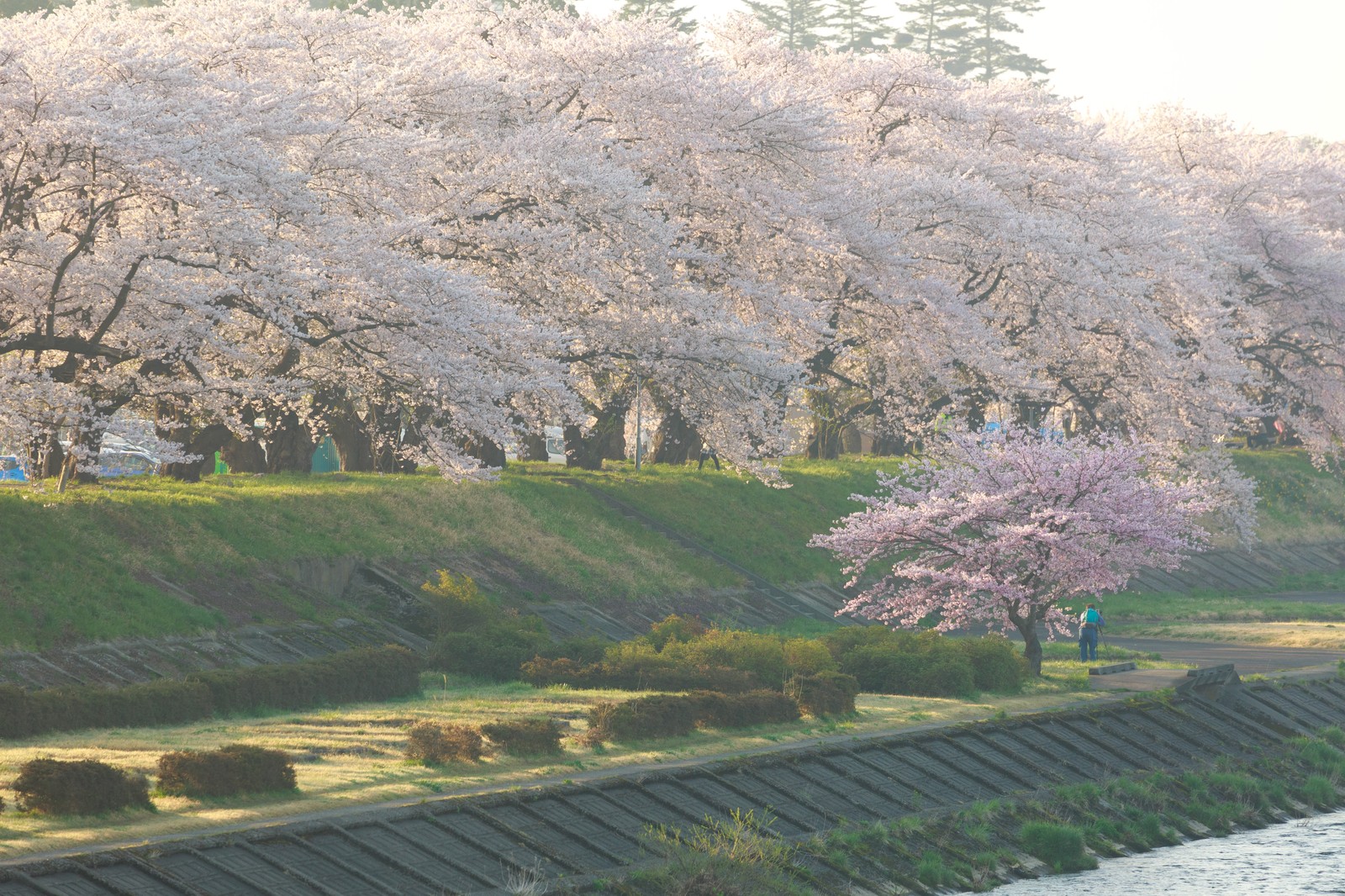 桜色と黄色のコントラストが楽しめるかも！？4月9日は余呉湖さくらまつりを楽しみましょう！