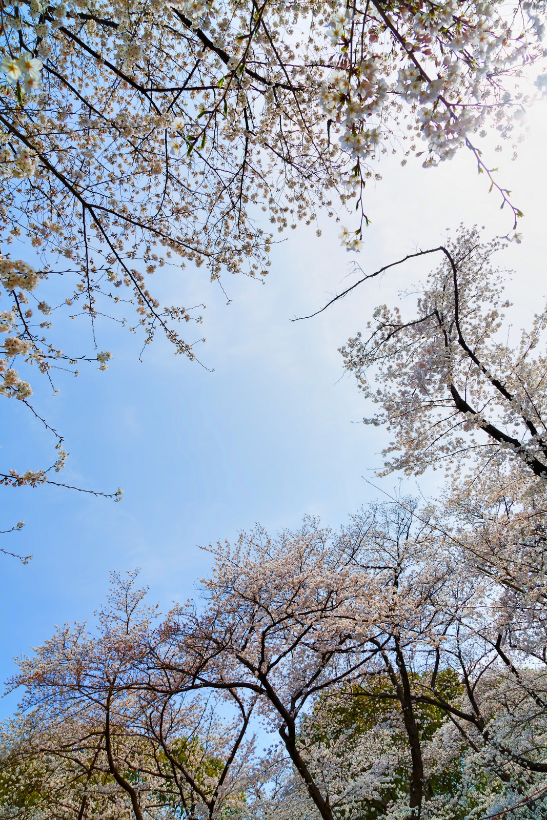 びわ湖を望む千本桜！！さくらフェア開催期間中、マルシェやステージイベントなど楽しみどころ満載です！