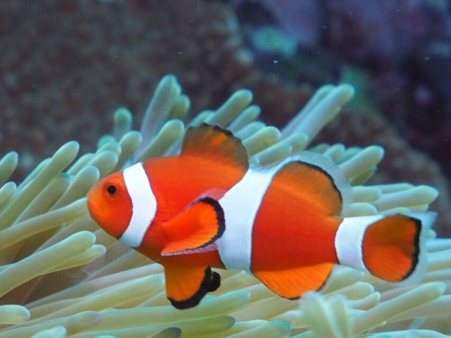 魚の画像集 | 美しい魚の画像 – EWDF