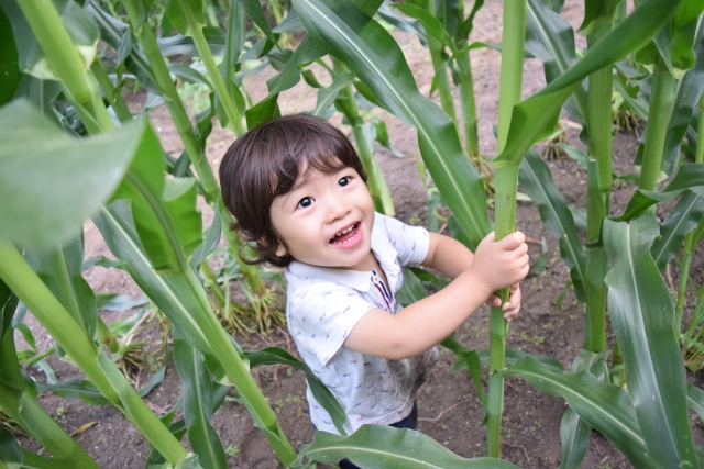 楽しく食育！草津市で「トウモロコシ種まき体験」参加者募集中！参加無料、申込は5月8日まで！