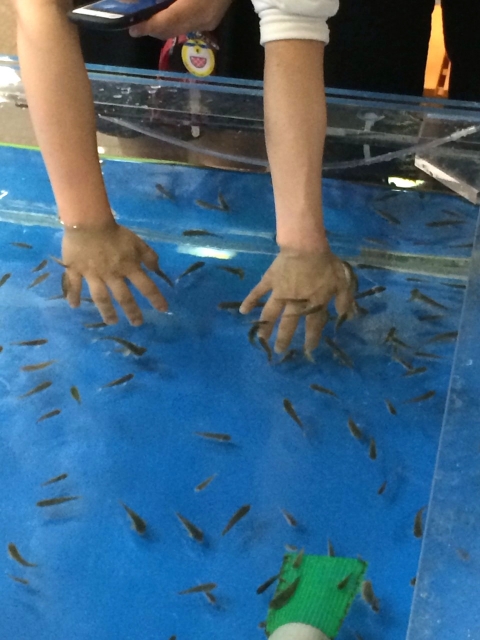 7月17日(月･祝)草津エイスクエアでふれあい水族館が体験できます☆