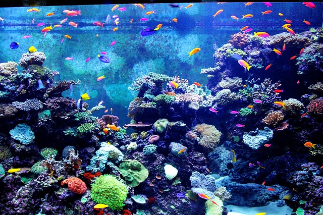 今年も開催！ビバシティ彦根にミニ水族館♪可愛い魚たちに癒されます！