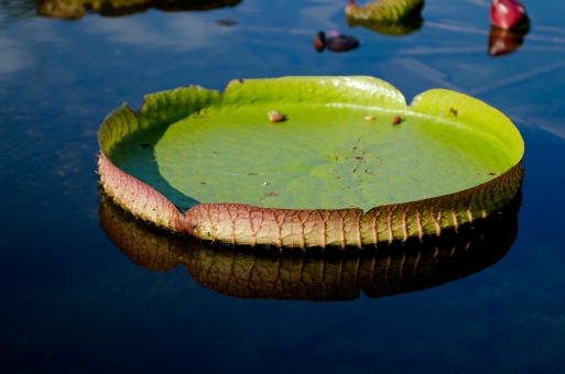 大きな葉っぱの上に乗ってみよう！池に浮かんだパラグアイオニバスに乗れます！☆体重30キロ以内、参加費無料