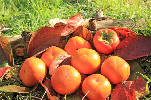11月3日～5日はアグリパーク竜王で「柿祭り」が開催！美味しい秋をたくさん楽しもう！餅つき大会やダンボール迷路もあり♪