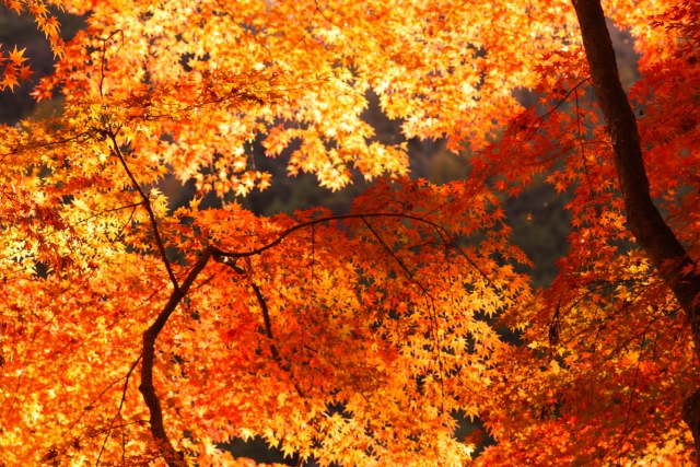 11月2日〜23日は「比叡のもみじ」が開催！赤く染まった比叡山をドライブしよう！抽選会や大根炊きもあり♪