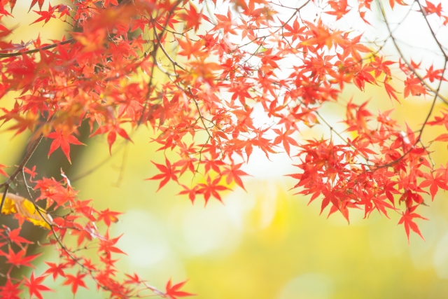11月12日は醒井養鱒場で「紅葉ます祭」が開催！”琵琶湖の宝石”ビワマスをたっぷり味わおう！子ども向けイベントもあり♪
