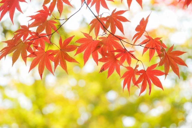 実りの秋を満喫♪大津市の”寿長生の郷”で「秋の収穫まつり2017」が開催！菓子教室や茶席など子ども向け体験もあり！