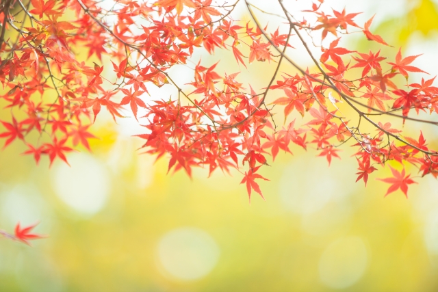 間もなく見頃、比叡山の紅葉！今年もやります「比叡山のもみじ」。11月2日（木）～11月23日(木)開催。