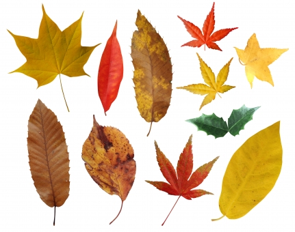 この季節ならではの「秋の色探しをしよう！」が開催！散策して拾った植物で作品を作ります！☆予約不要、参加費無料