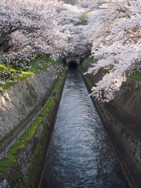 絶景の桜を楽しもう☆「びわ湖疎水船」の2019年運航スケジュールが決定しました！春シーズンの予約受付は2月15日から♪