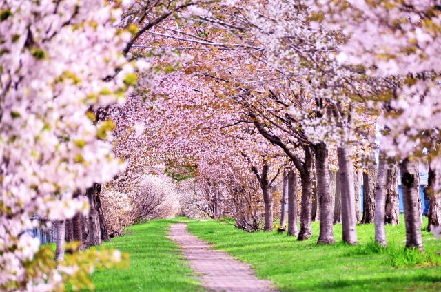 今年もまもなく見頃です！マキノの桜。 琵琶湖の湖岸沿い4kmに及ぶ桜のトンネルの景色は圧巻です！