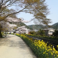 今年も見頃 花見をするなら山科疏水の桜がおすすめ 菜の花と桜のコラボレーションが素敵です 滋賀のママがイベント 育児 遊び 学びを発信 シガマンマ ピースマム