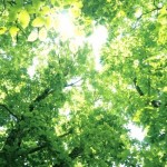 《7月23日》東近江市八日市・50年森にてマルシェ開催♪夏でも涼しい森の中で素敵なひとときを・・