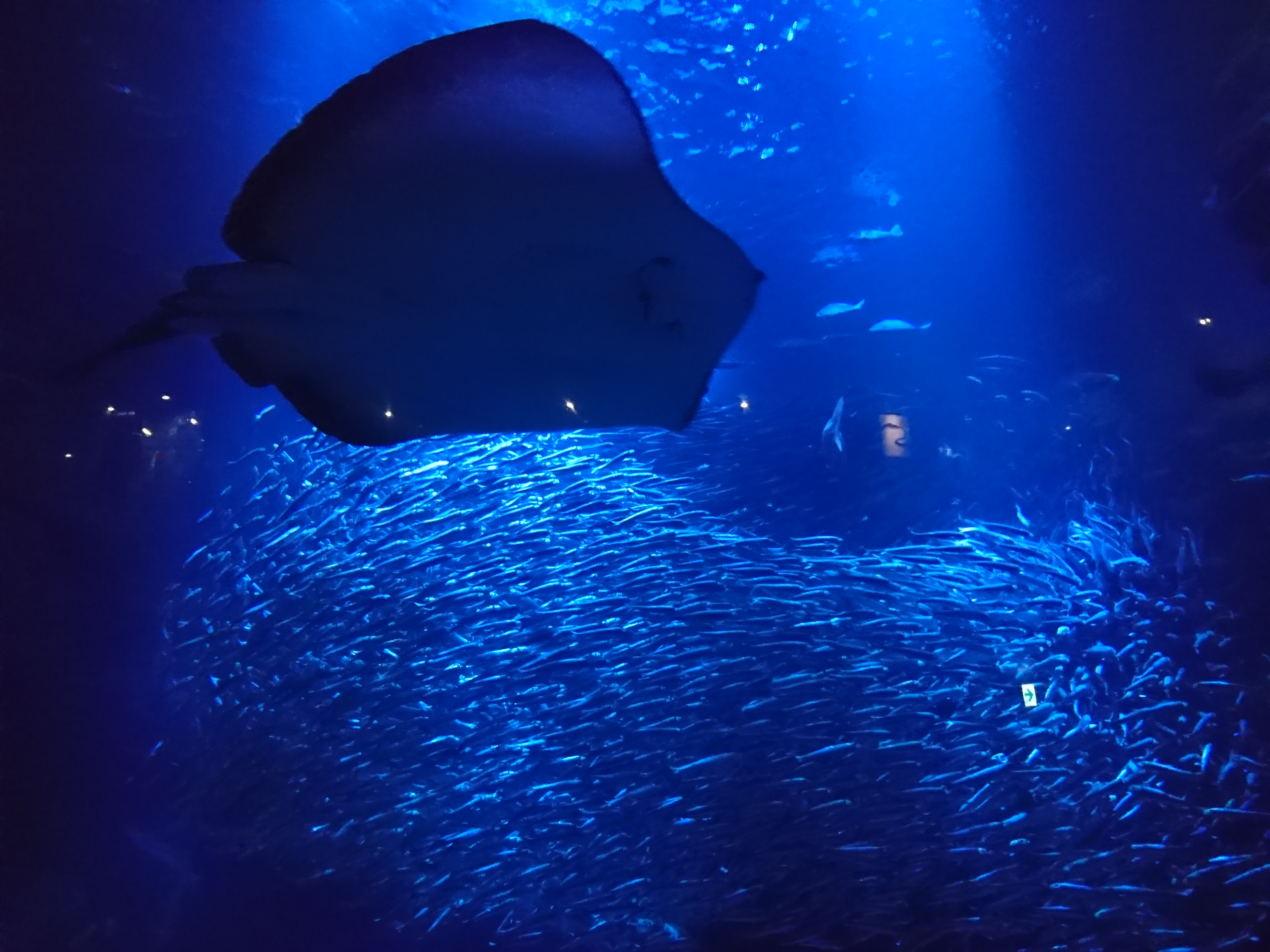 〈7月13日から〉夜の幻想的な水族館を楽しもう！京都水族館で「夜のすいぞくかん」開催！夜20時まで営業。