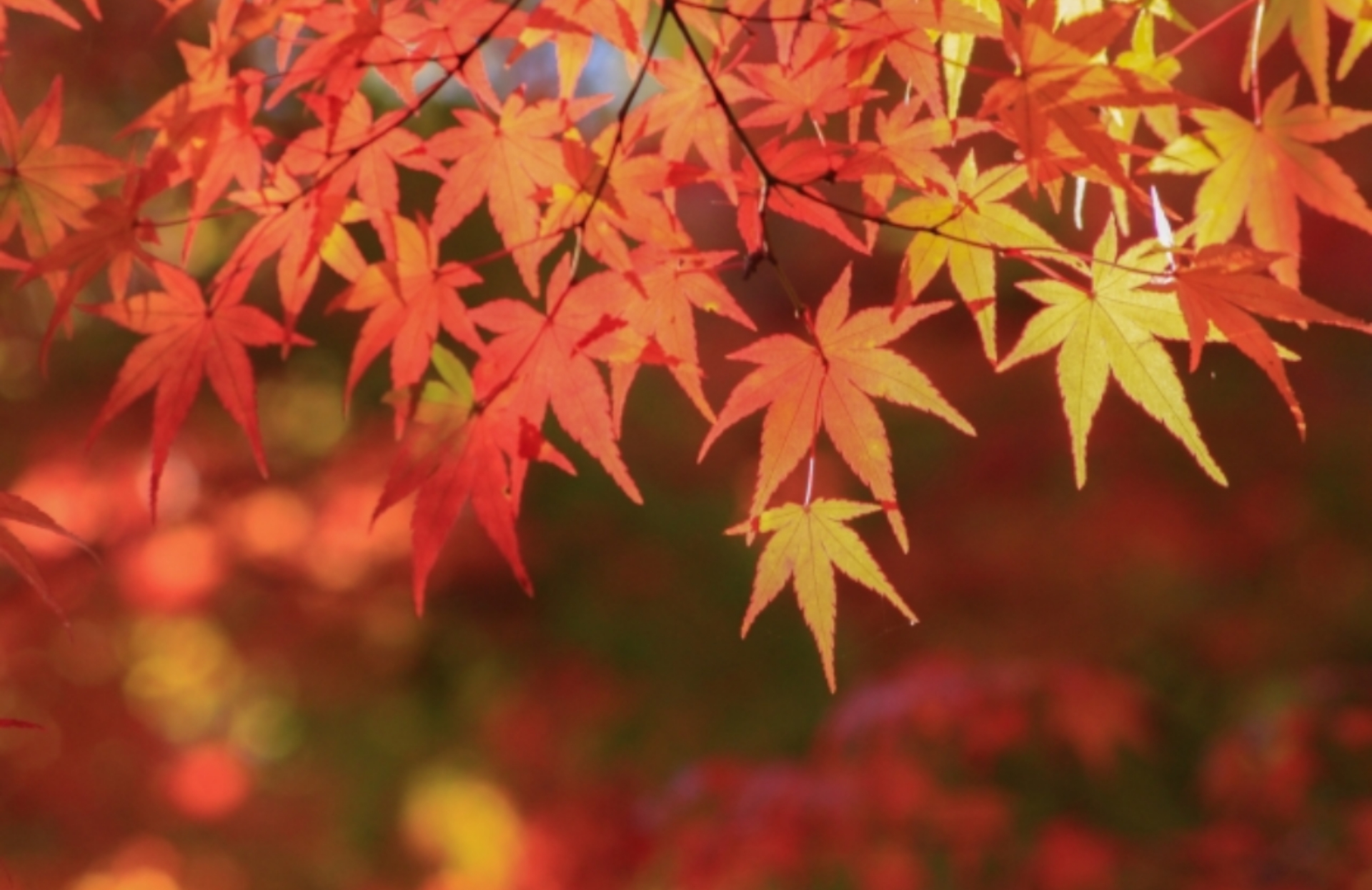 【紅葉】もうすぐ紅葉の季節。安土のお寺「教林坊」の紅葉は見応えあり！秋の特別拝観は11月1日から。