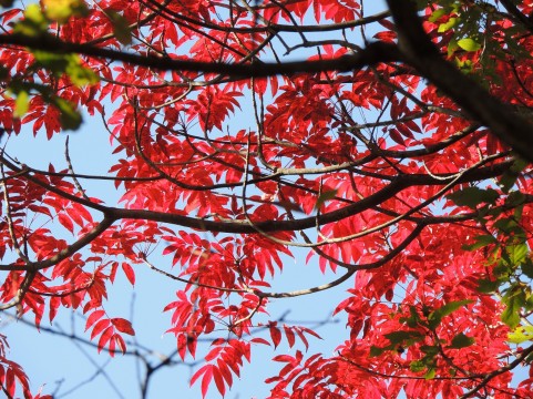 比叡山へ紅葉を見に行こう♪「比叡のもみじ」開催中です☆10月27日（土）～11月25日（日）