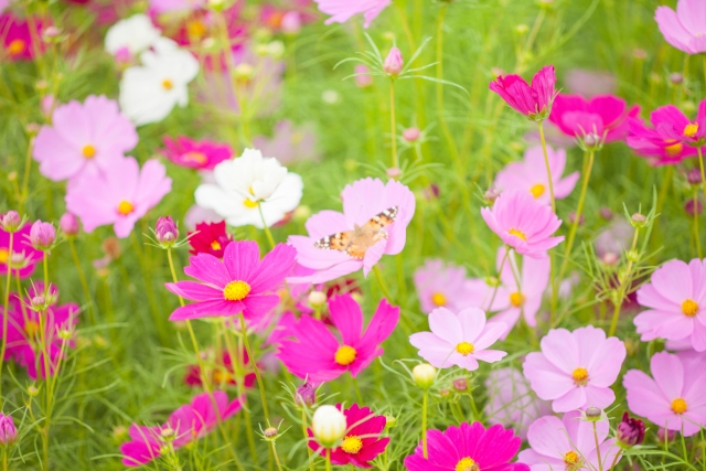 約200万本が咲き誇る野田町のコスモス畑が間もなく見ごろ！10月20日には「コスモスまつり」も開催☆