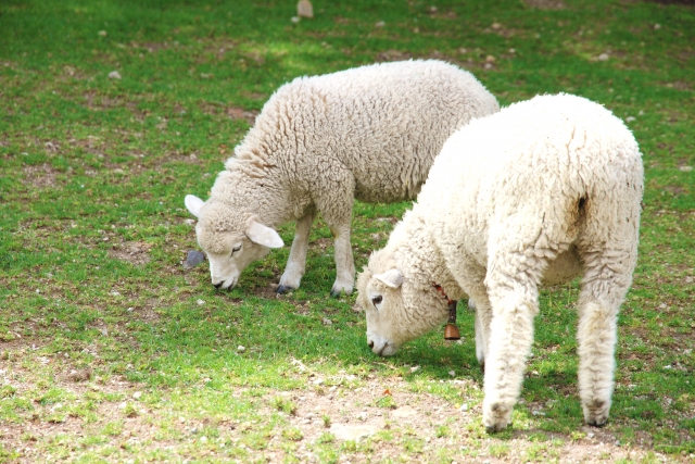 《11月7日〜14日》長浜市の長浜新川河川敷で羊の放牧が実施！可愛いヒツジさんに草をあげよう♪